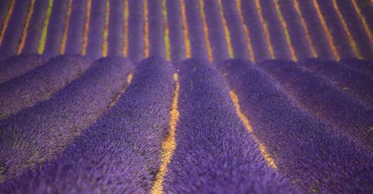 Ocean of Lavender in Valensole - Good To Know
