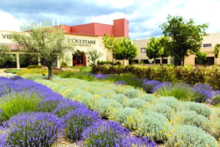 Ocean of Lavender in Valensole - Tour Details