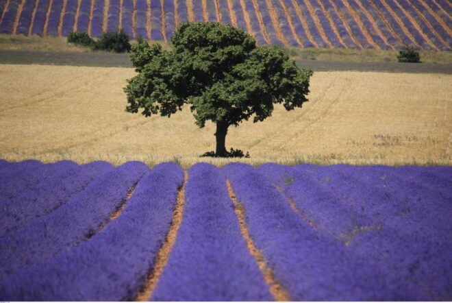 Ocean of Lavender in Valensole - Inclusions
