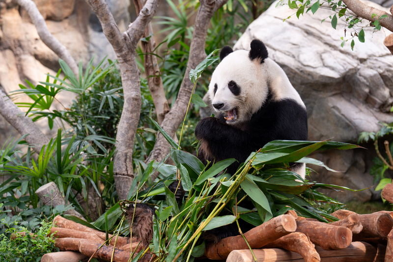 Ocean Park Full-Day Adventure with Transfers & Tickets - At a glance
