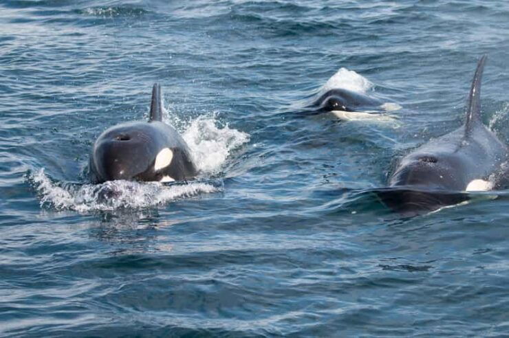 Ocean Safari in La Ventana BCS - Booking Details