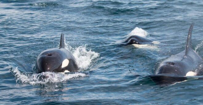 Ocean Safari in La Ventana BCS - Wildlife Sightings