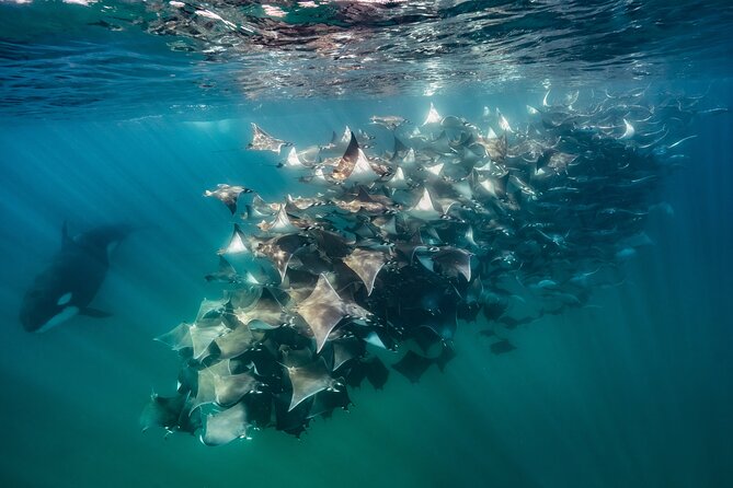 Ocean Safari in La Ventana: Mobula Rays, Dolphins, Orcas & Whales - Pricing and Booking