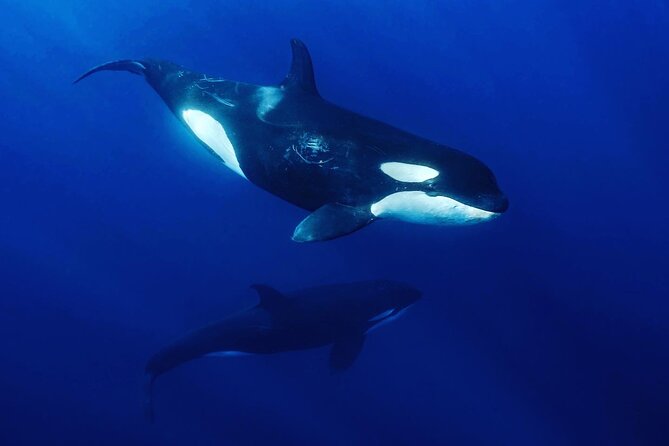 Ocean Safari in La Ventana: Mobula Rays, Dolphins, Orcas & Whales - Inclusions