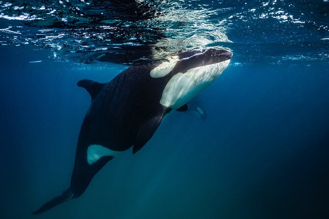 Ocean Safari in La Ventana: Mobula Rays, Dolphins, Orcas & Whales - Dolphins