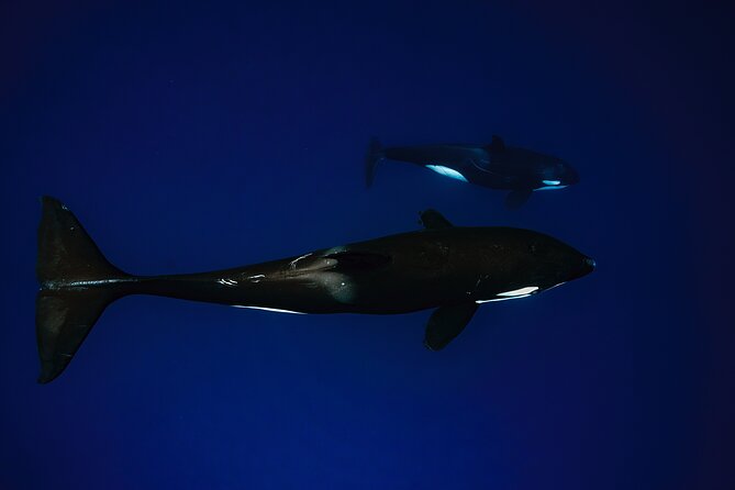 Ocean Safari in La Ventana: Mobula Rays, Dolphins, Orcas & Whales - Orcas and Whales