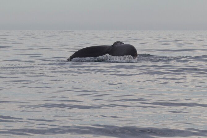 Ocean Safari in San Jose del Cabo - Practical Details: Timing, Price, and Booking