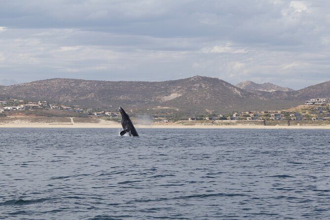 Ocean Safari in San Jose del Cabo - Who Should Book This Tour?