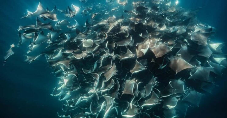 Ocean Safari: Mobulas, Dolphins, Orcas, Whale Watching &More - Itinerary Details