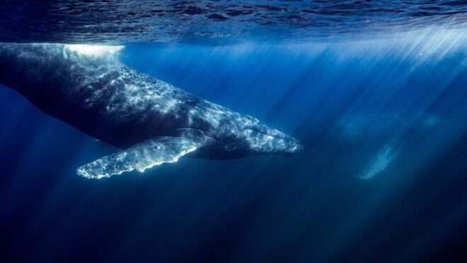 Ocean Safari: Mobulas, Dolphins, Orcas, Whale Watching &More - Highlights and Experiences