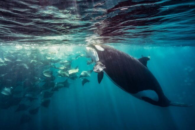 Ocean Safari: Mobulas, Dolphins, Orcas, Whale Watching &More - Important Information
