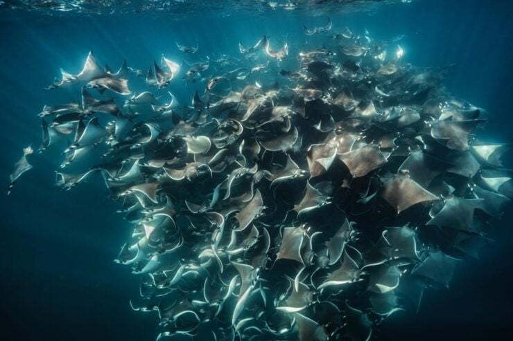 Ocean Safari: Mobulas, Dolphins, Orcas, Whale Watching &More - Good To Know