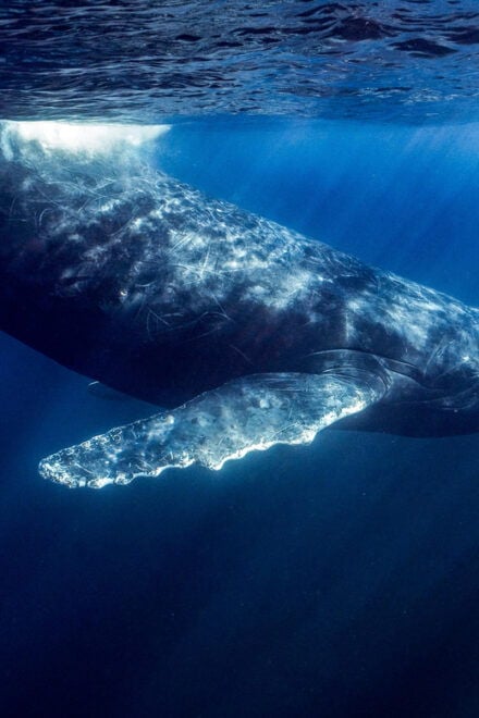 Ocean Safari: Mobulas, Dolphins, Orcas, Whale Watching &More - Highlights and Experiences