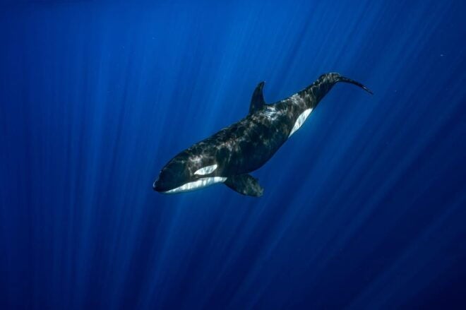 Ocean Safari: Mobulas, Dolphins, Orcas, Whale Watching &More - Inclusions and Exclusions