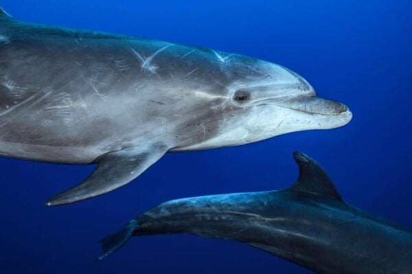Ocean Safari: Mobulas, Dolphins, Orcas, Whale Watching &More - Wildlife Encounters