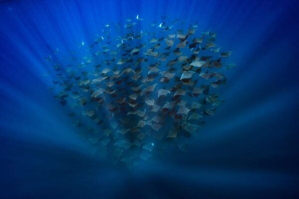 Ocean Safari: Mobulas, Dolphins, Orcas, Whale Watching &More - Responsible Participation