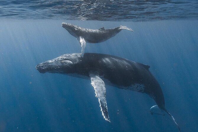 Ocean safari, snorkel with pelagic animals - Good To Know