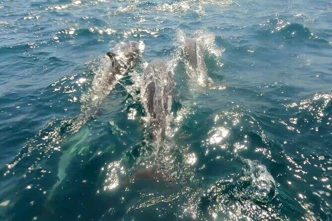 Ocean safari, snorkel with pelagic animals - Authentic Insights from Reviewers