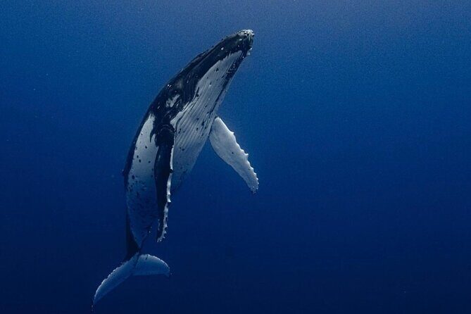 Ocean Safari Tour in Cabo San Lucas - Introduction