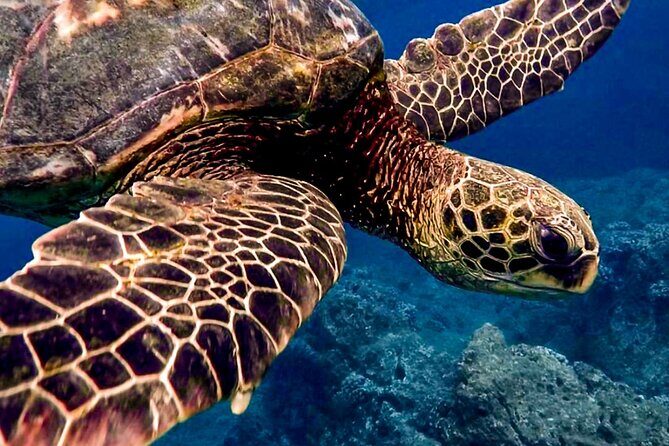 Ocean Safari Tour in Cabo San Lucas - Good To Know