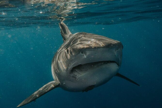 Ocean Safari Tour in Cabo San Lucas - FAQs