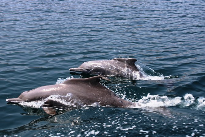 Ocean Sea Cruise MUSANDAM KHASAB - Sultanate of Oman - Reviews