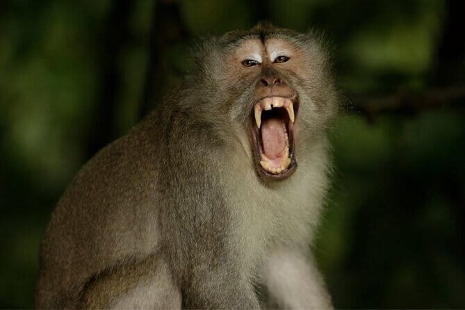 Ocean Walker with Tanah Lot Sea Temple Tour - Final Thoughts: Is This Tour Right for You?