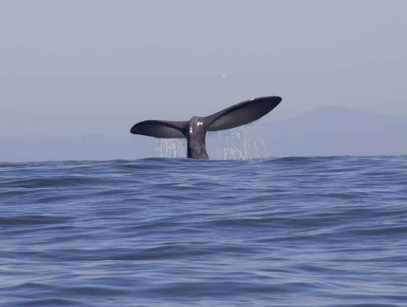 Ocean Wildlife Encounter - Two hours guided by the ocean