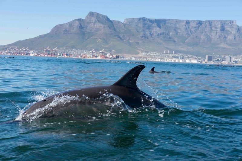 Ocean Wildlife Encounter - A small, owner-run operation