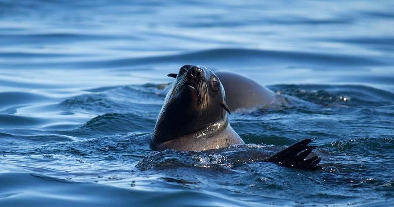 Ocean Wildlife Encounter - Meeting at Oceana Power Boat Club
