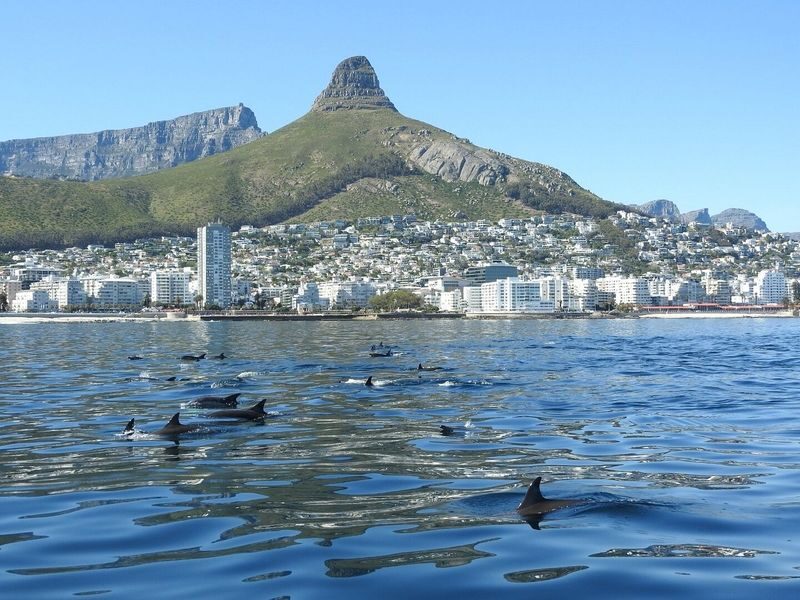 Ocean Wildlife Encounter - Sea conditions and who should go
