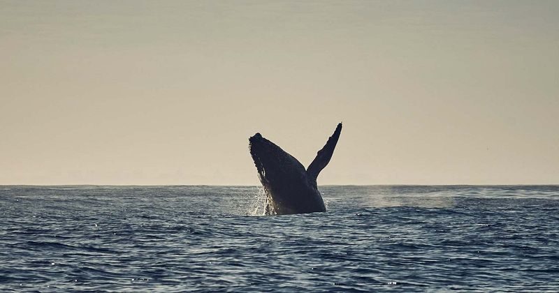 Ocean Wildlife Encounter - Should you book this Cape Town wildlife trip?