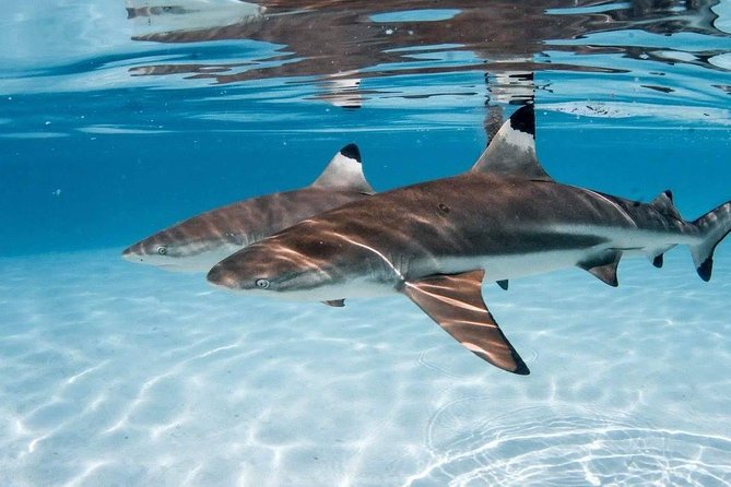 Ocean Wildlife Expedition; Swim With Whales, Sharks, & Rays Half-Day Boat Tour - Positive Reviews and Experiences