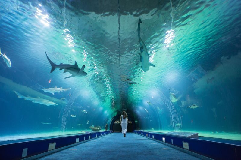 Oceanografic Aquarium Admission in Valencia - First impressions: architecture with a marine purpose