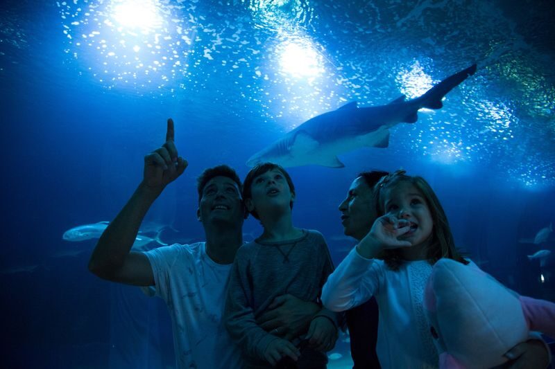Oceanografic Aquarium Admission in Valencia - The dolphin show: included, but plan your arrival