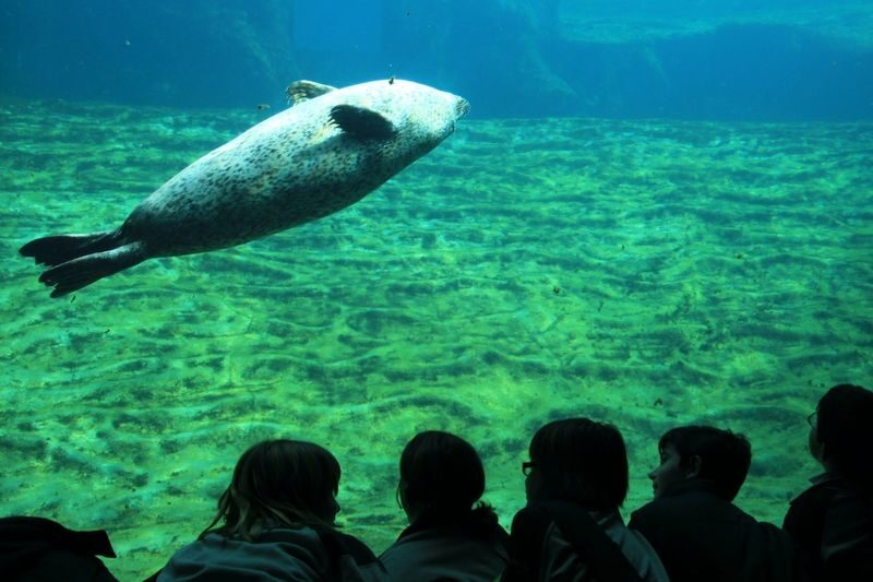 Oceanografic Aquarium Admission in Valencia - How long to stay, and what to leave out
