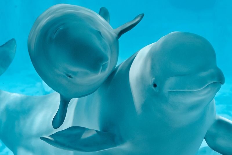 Oceanografic Aquarium Admission in Valencia - Practical details for entry and access