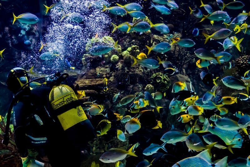 Oceanografic Aquarium Admission in Valencia - Who will get the most from Oceanogràfic?