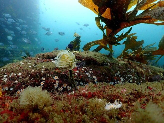 Oceanographic Adventure in the Cíes Islands - Participant Guidelines