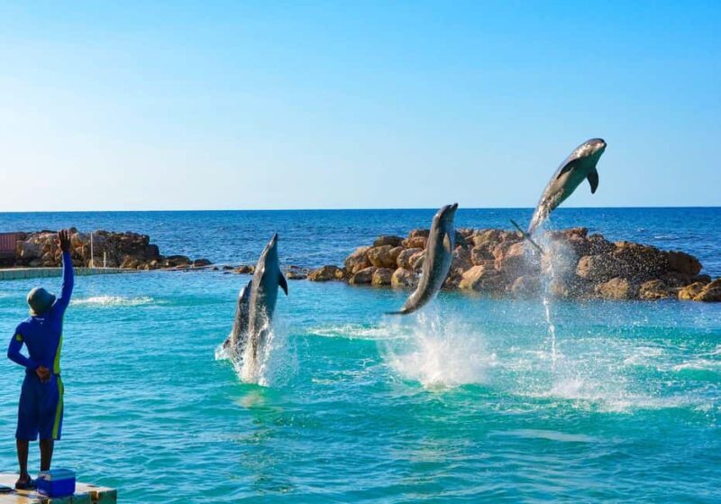 Ocho Rios: Dolphin Cove and Dunn's River Falls from Mobay - The Highlight: Interacting with Dolphins at Dolphin Cove