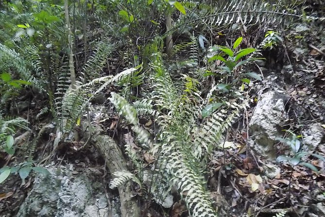 Ocho Rios Shore Excursion: Bus Tour of Ocho Rios, Fern Gully and Turtle Beach - Good To Know