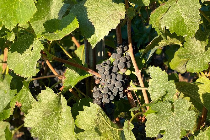 Ochsenfurt: Wine Tour "Towers & Wine" - Wine Tour Highlights
