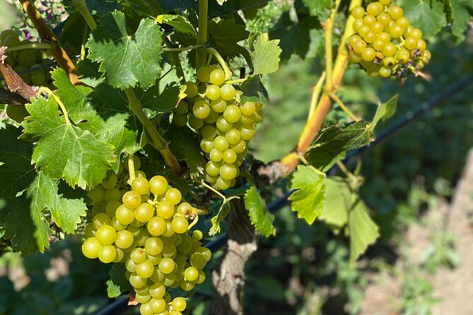 Ochsenfurt: Wine Tour "Towers & Wine" - Cancellation Policy and Refund Details
