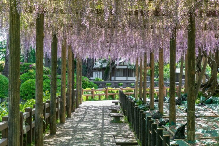 Odawara: Odawara Castle and Town Guided Discovery Tour - Booking Details & Tour Information