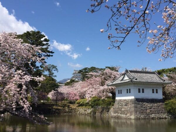 Odawara: Zazen Meditation and Tea Ceremony With Lunch - Guidance From Experts
