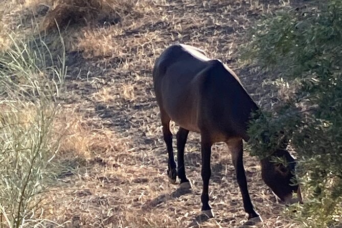 Off ROAD Electric FAT Bike Tours & Adventures in Montes De Malaga - The Sum Up