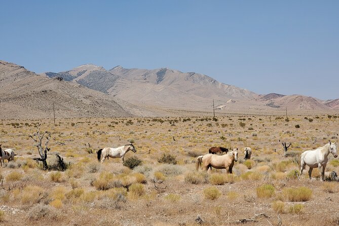 Off Road Experience at Adrenaline Mountain Las Vegas - Customer Reviews and Testimonials