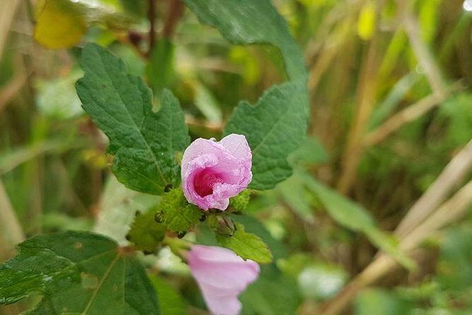 Off Road Rain Forest 4X4 Drive in St. Kitts - An In-Depth Look at the Off Road Rain Forest 4X4 Drive