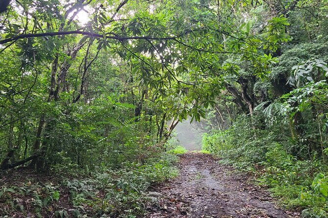 Off Road Rain Forest 4X4 Drive in St. Kitts - The Sum Up: Is This Tour Right for You?