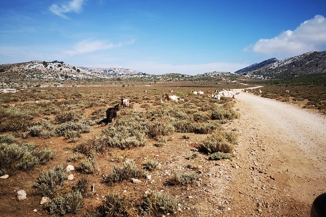 Off-Road Tour in the Supramonte and Visit to Pischina Gurthàddala - Tour Admission and Private Group Option